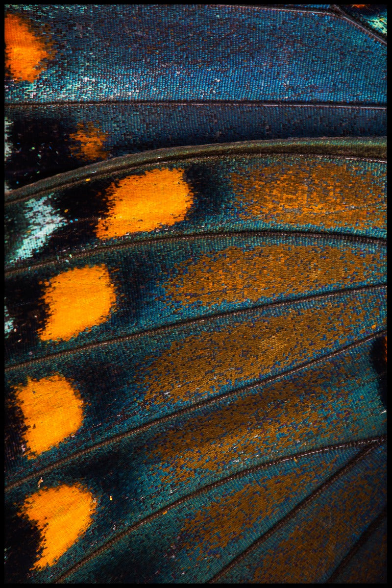 Butterfly Wing N02 juliste