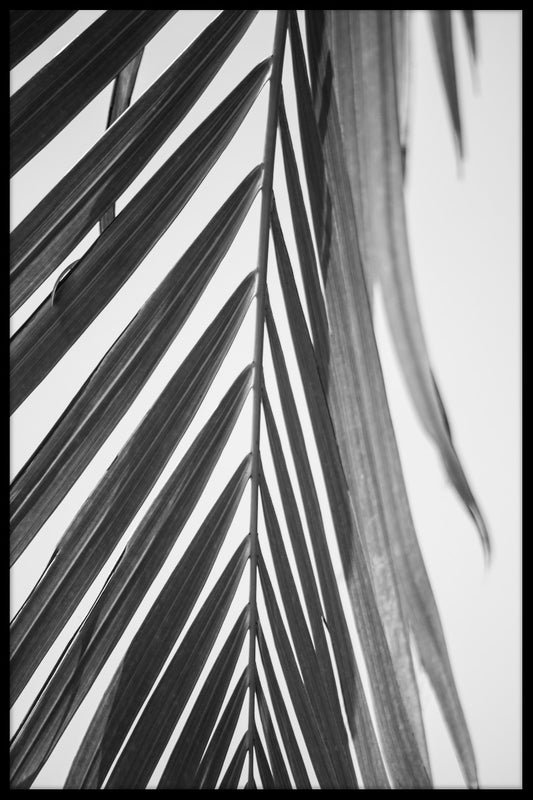 Palm Leaf Black & White N03 juliste