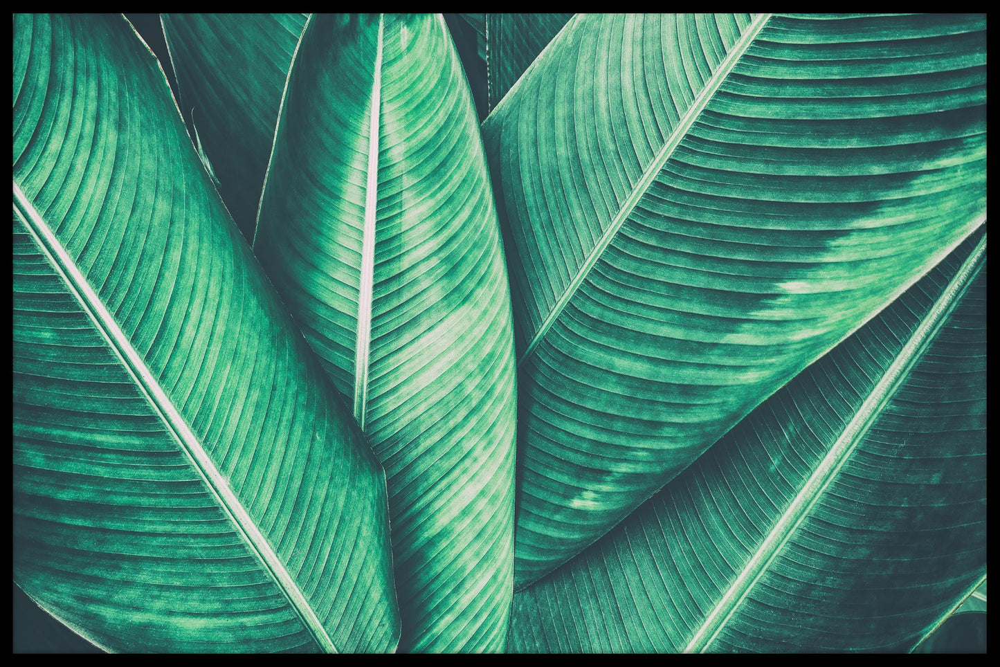 Tropical Leaf N02 juliste