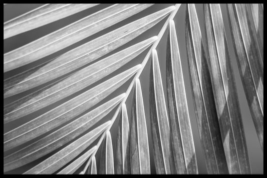 Palm Leaf Black & White N02 juliste