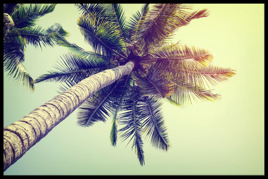 Coconut Palm Tree juliste