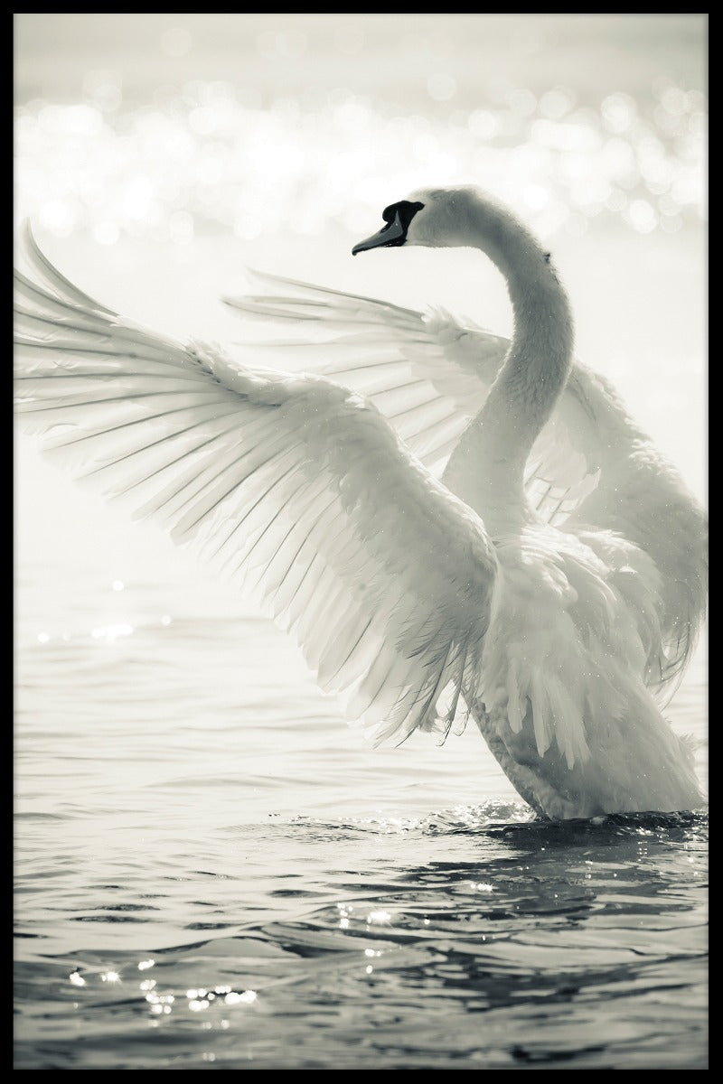Graceful Swan juliste
