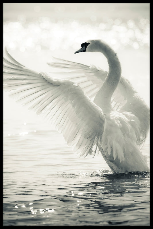 Graceful Swan juliste-pp