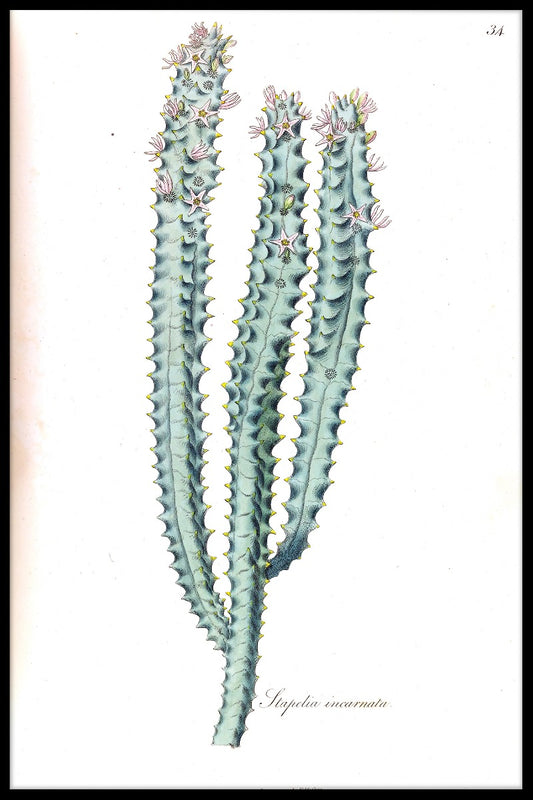 Cactus Illustration juliste