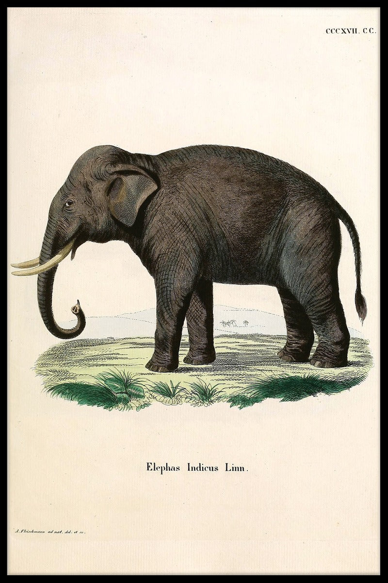Elephas Indicus Linn juliste