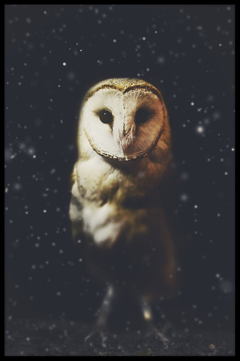 Owl Portrait N02 juliste
