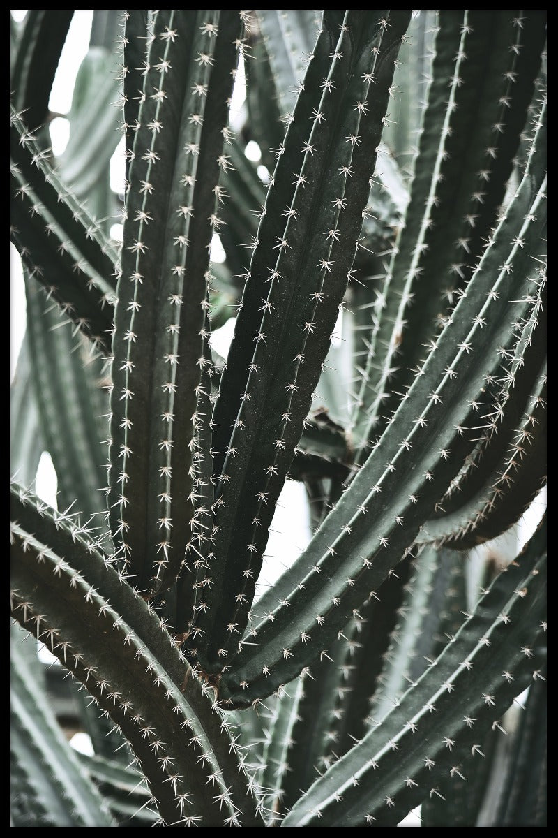 Cactus Botanic Garden juliste