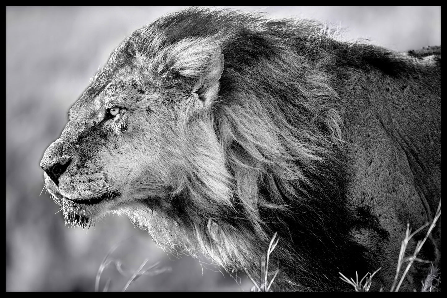 Lion Portrait juliste
