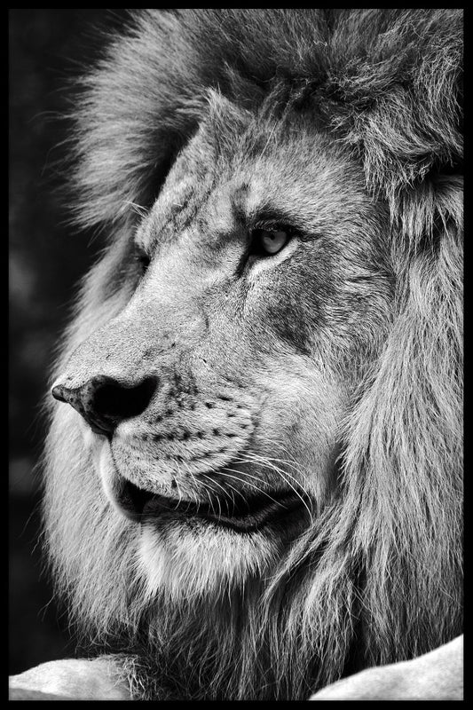 Lion Portrait N03 juliste