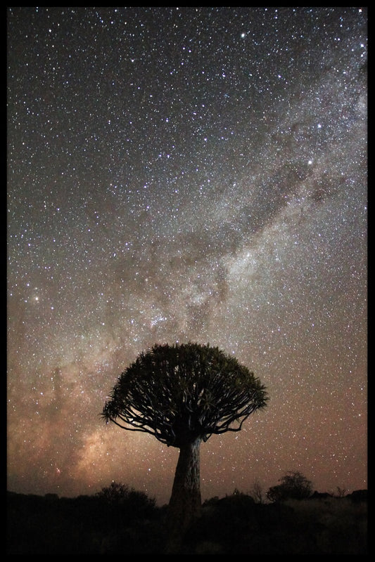 Quiver Tree Milkyway juliste