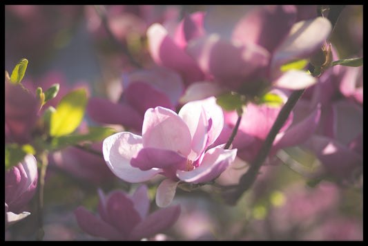 Magnolia juliste