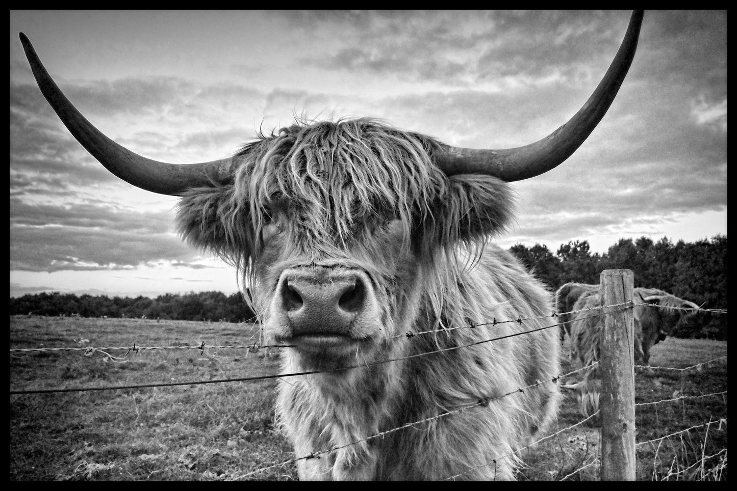 Highland Cattle juliste