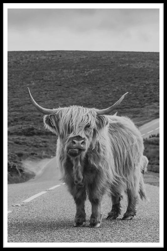 Highland Cattle N02 juliste