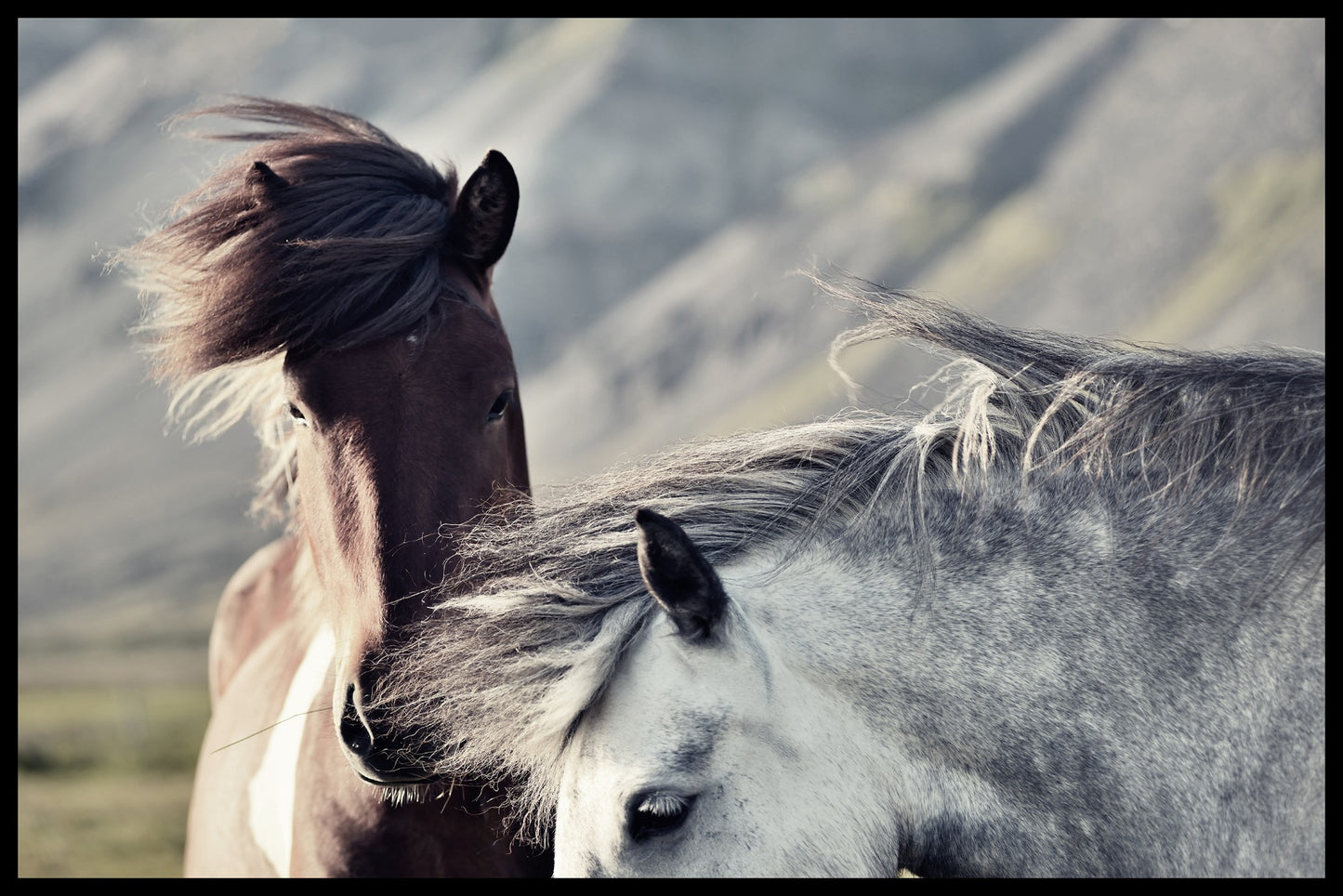 Iceland Horses juliste