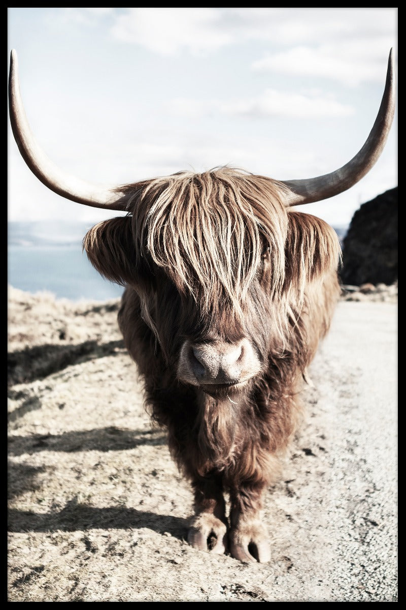 Highland Cattle N06 juliste