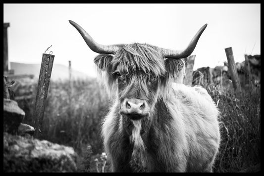 Highland Cattle N07 juliste