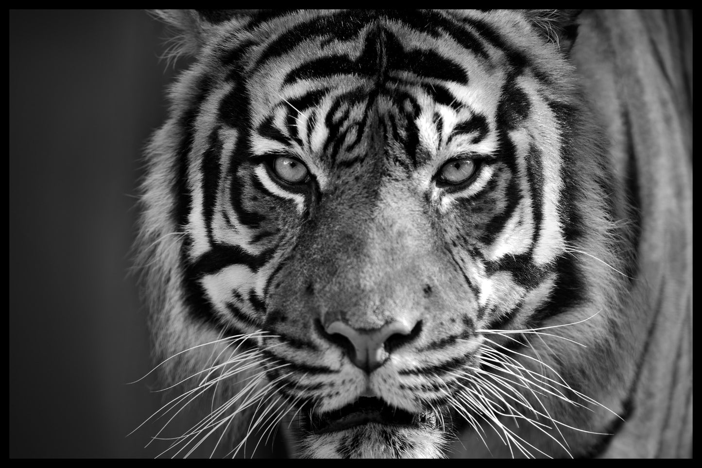 Tiger N03 juliste