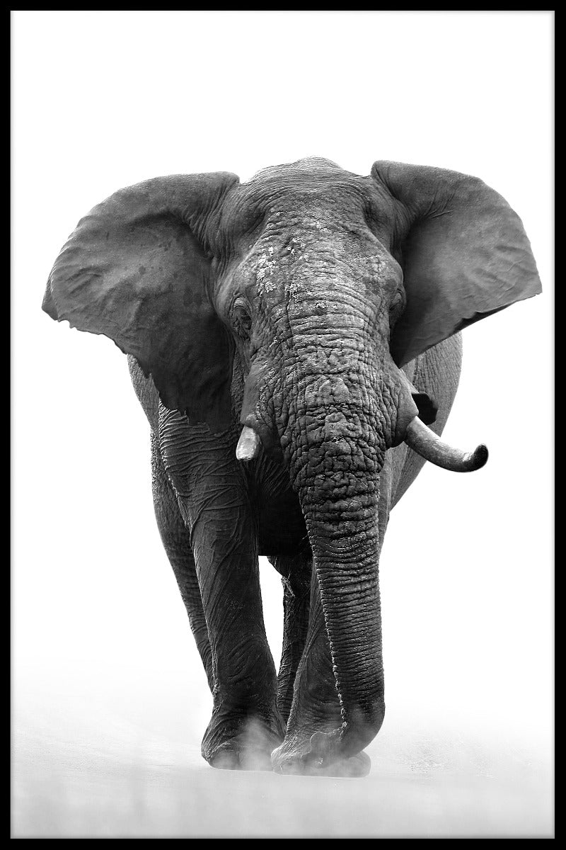 African Elephant N04 juliste