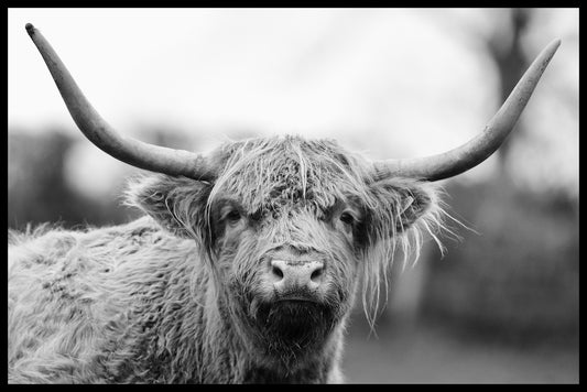 Scottish Highland Cattle juliste