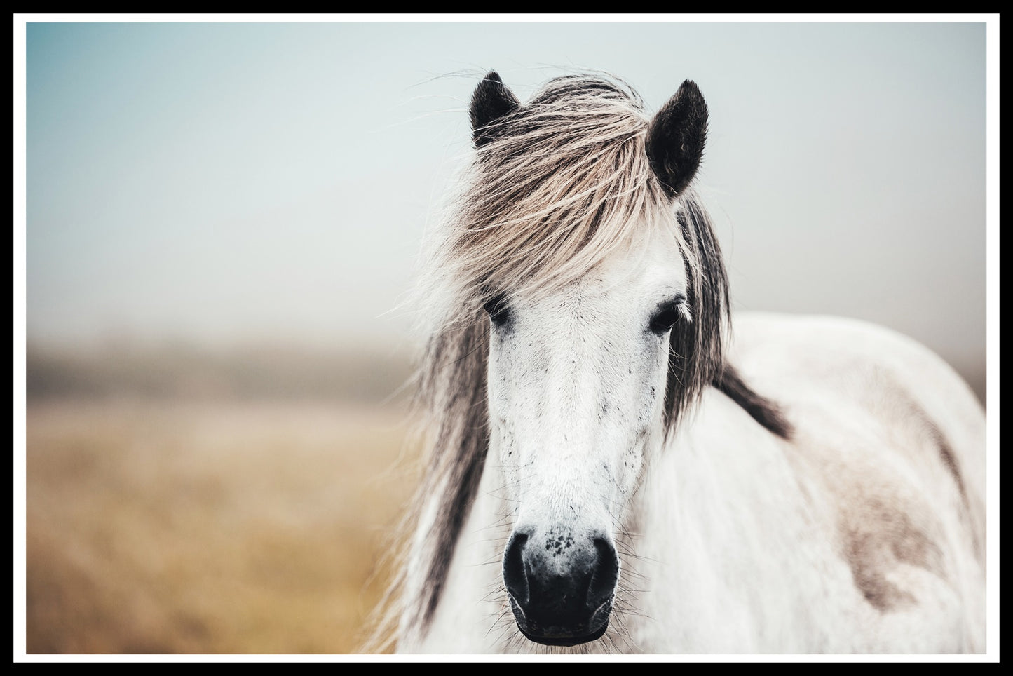 Icelandic Horse juliste