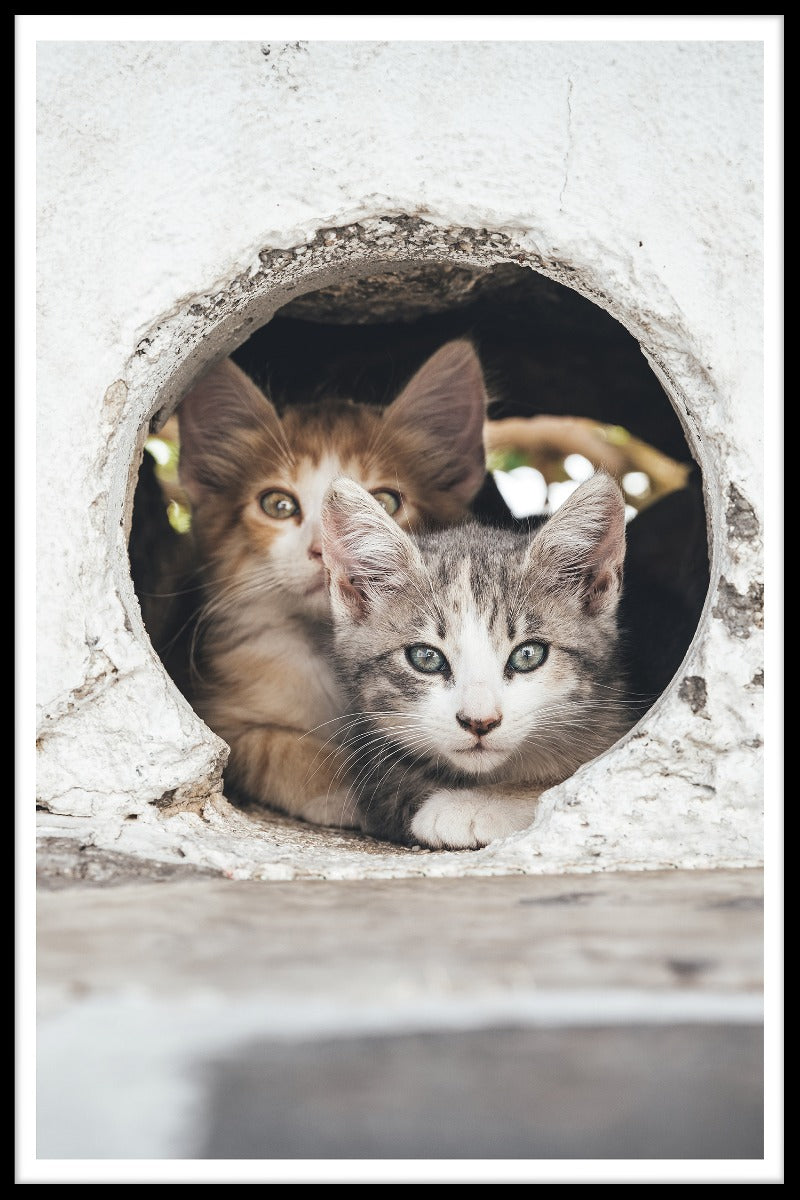 Cats Hiding in Hole juliste