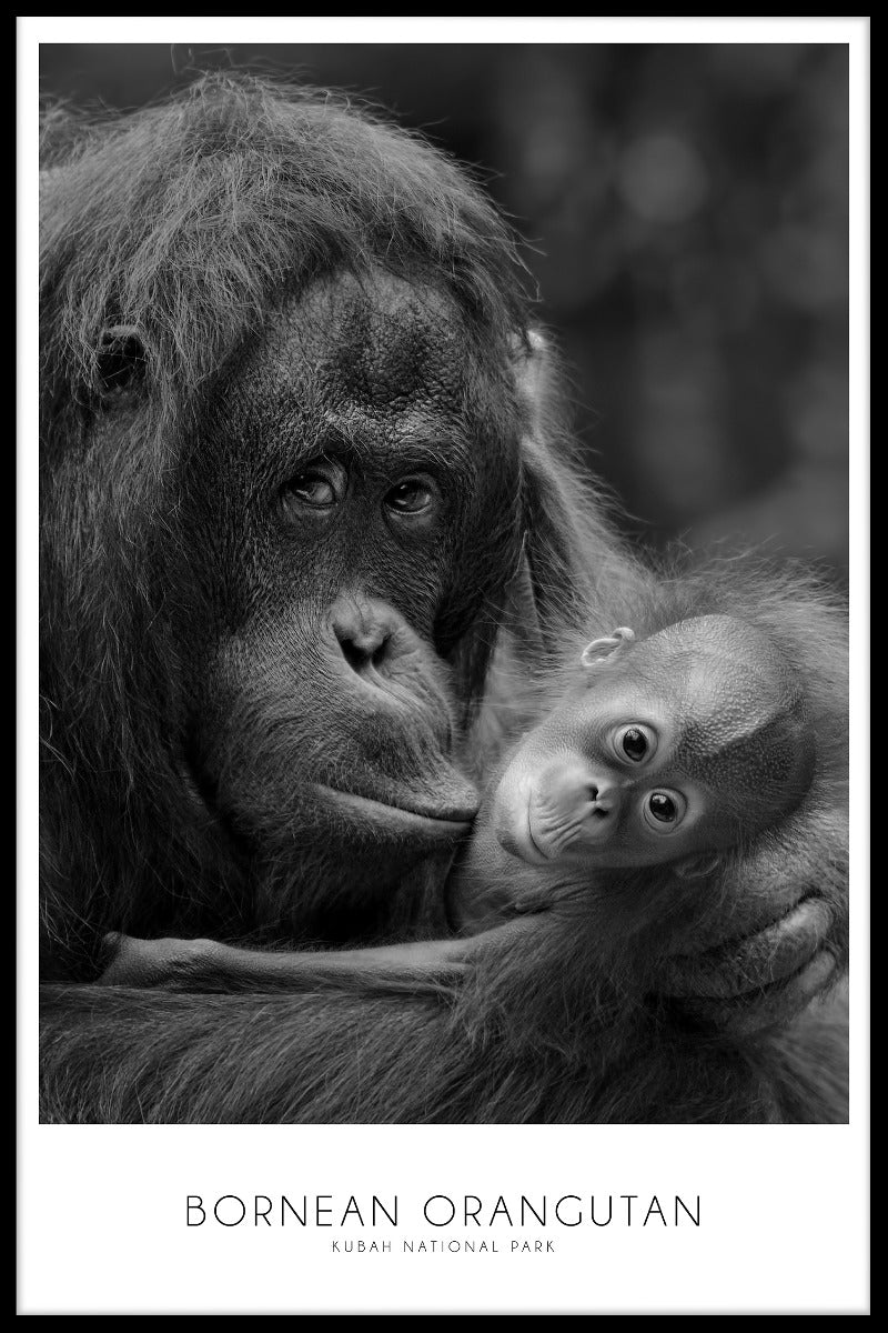 Bornean Orangutan juliste