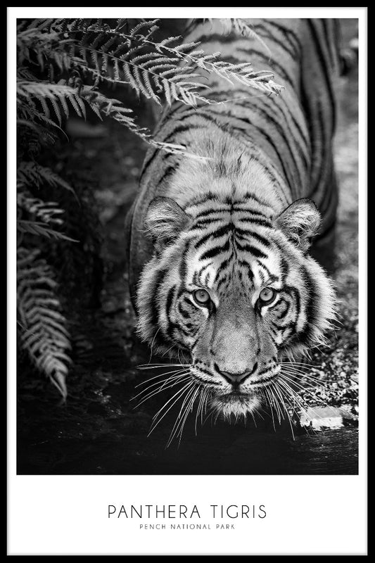 Panthera Tigris juliste