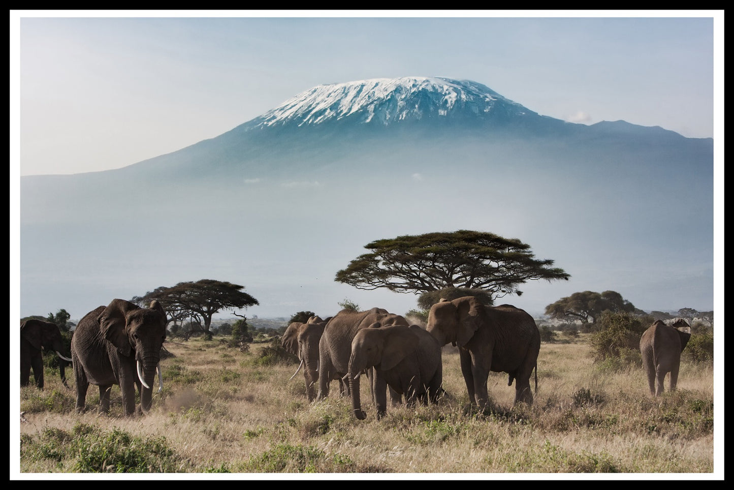 Elephants Kilimanjaro juliste