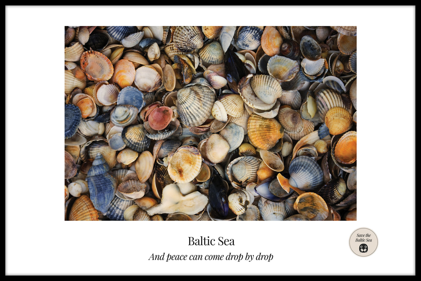 Shells in the Baltic Sea juliste