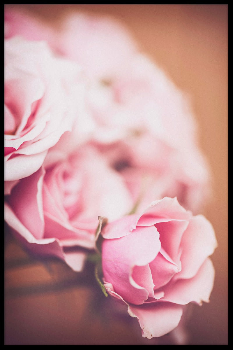 Pink Roses N02 juliste