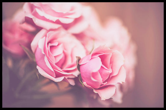 Pink Roses N03 juliste