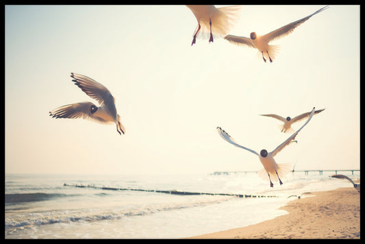 Seagulls by the Beach juliste
