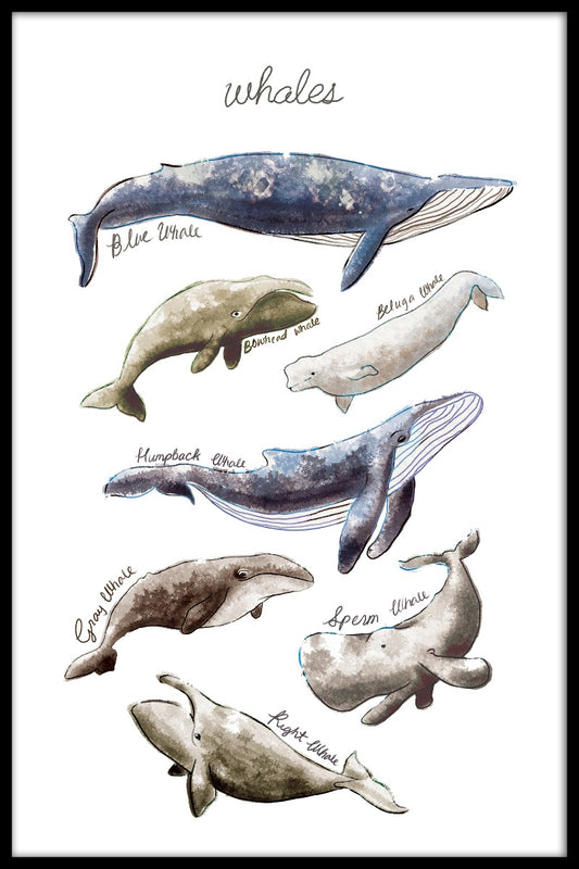 Types of Whales juliste
