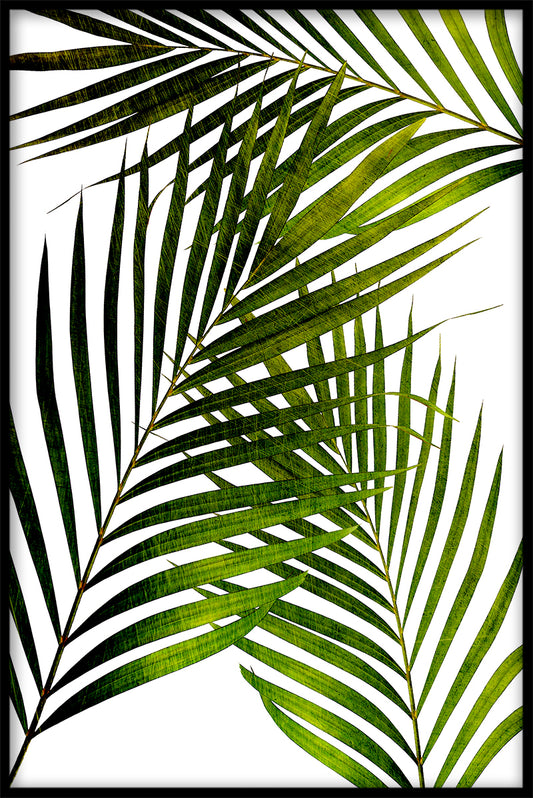 Palm Leaves juliste