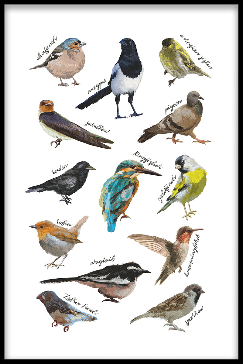 Types of Birds juliste