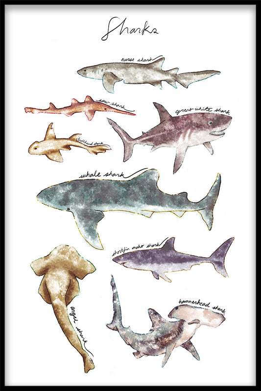 Sharks Collection juliste