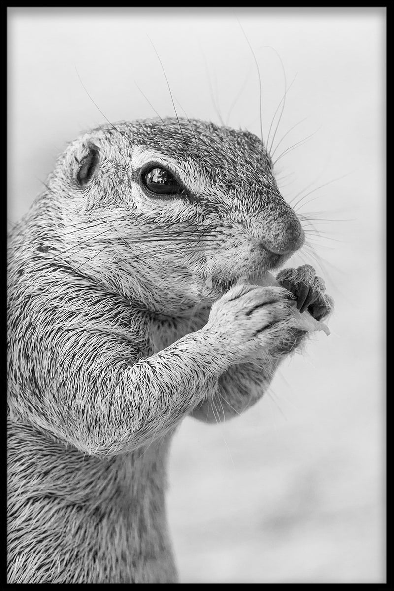 Cute Squirrel N02 juliste