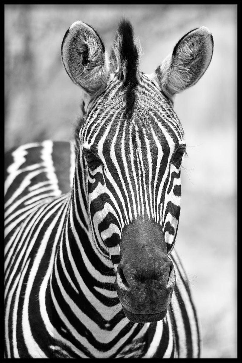 Zebra juliste