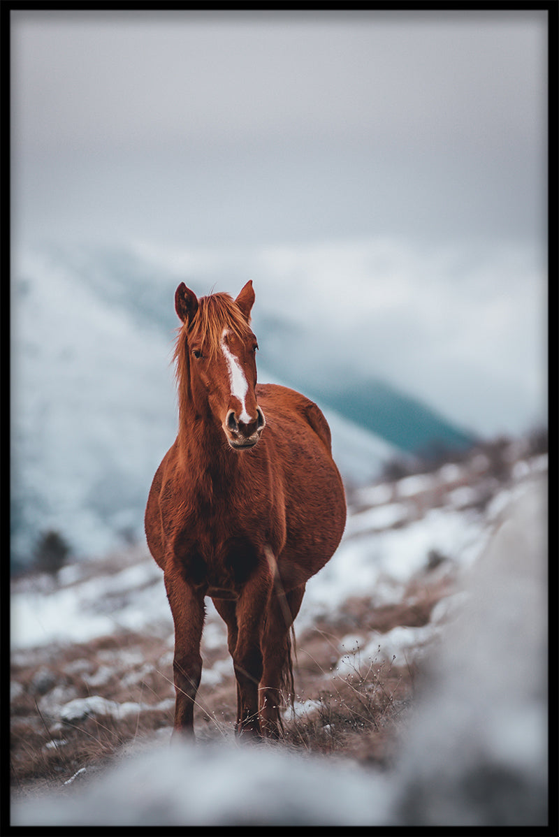 Horse on Mountain juliste