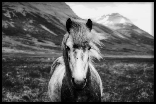 Icelandic Horse N02 juliste