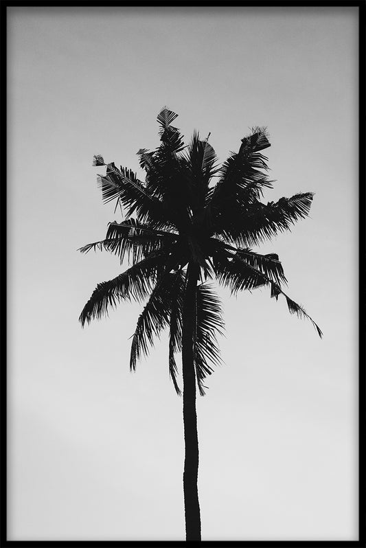 Palm Tree Black & White juliste