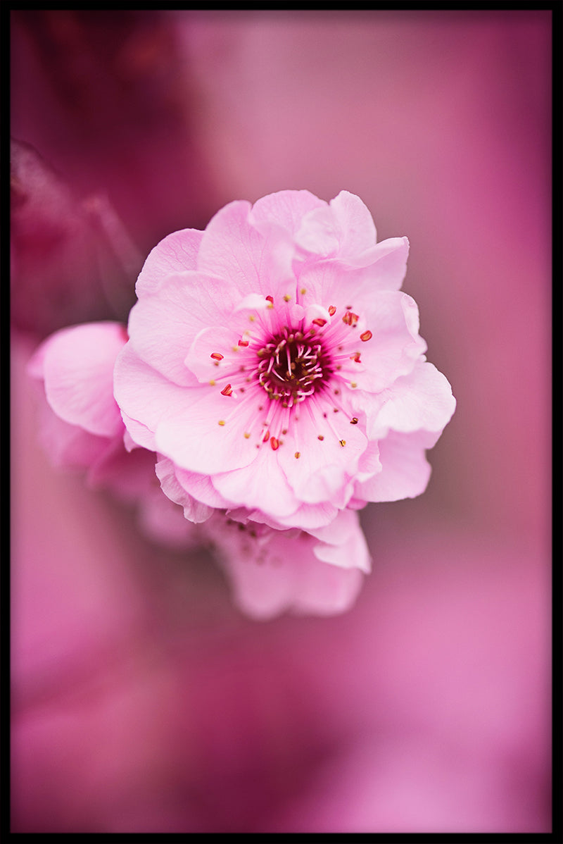 Pink Flower N02 juliste