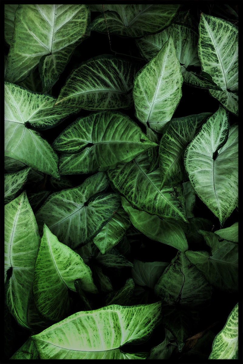 Green Leaves Peaceful juliste