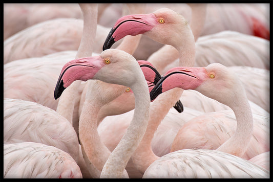 Flamingos Pink juliste
