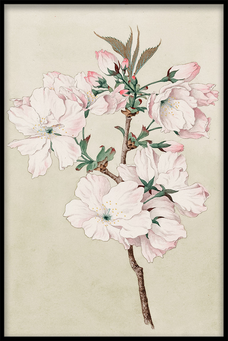 Cherry Blossom N02 juliste