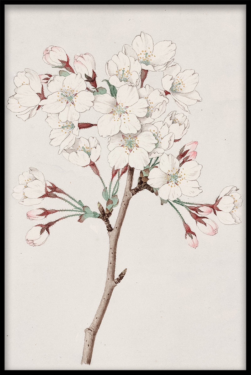 Cherry Blossom N05 juliste-pp