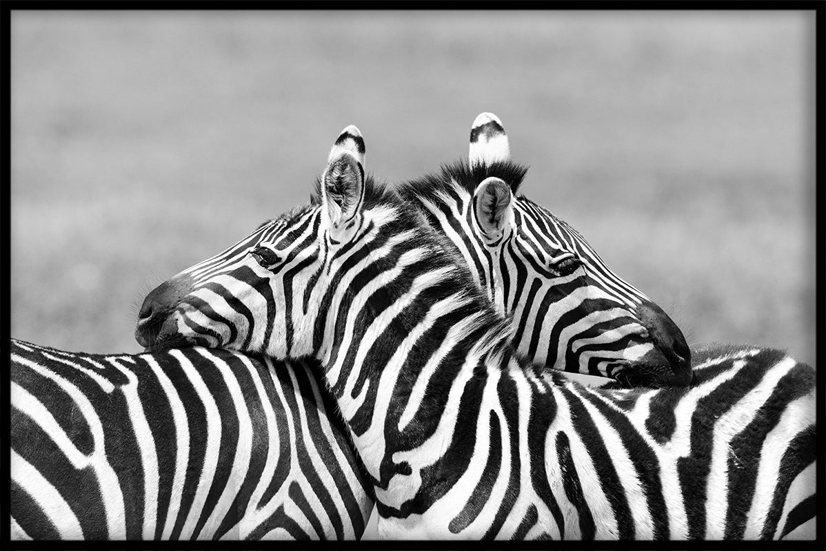 Animals Black & White N01 juliste