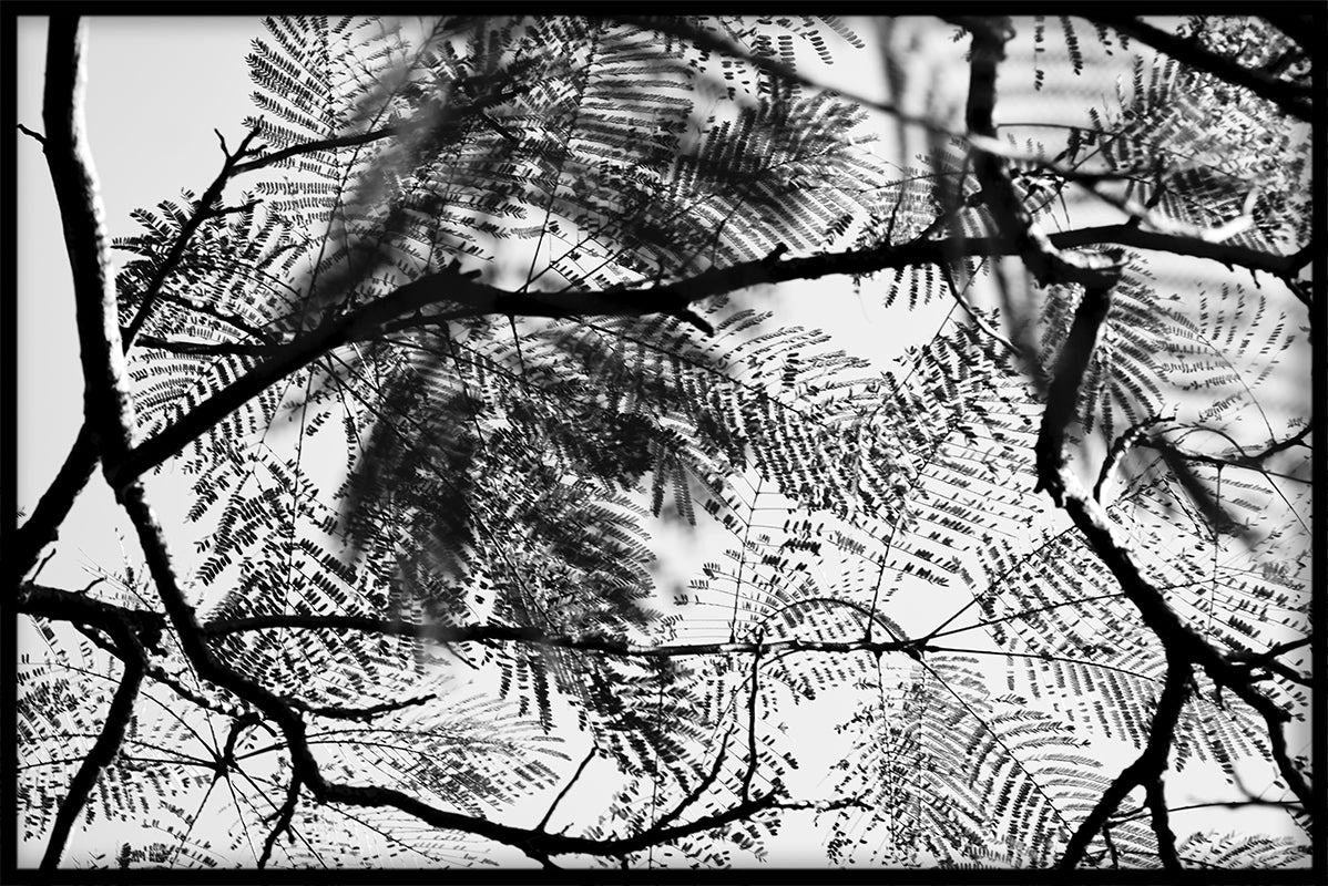 Tree in Black & White juliste