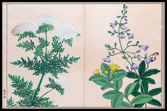 Plants & Flowers N04 juliste