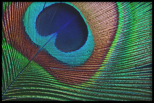 Peacock juliste
